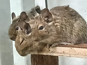 Degu-Gruppe aus Notfalladoption, einschließlich Jungtiere