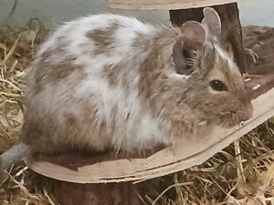 Vierer-Gruppe von freundlichen Degu-Weibchen abzugeben, eines davon in Piebald (Sonderfarbe) 