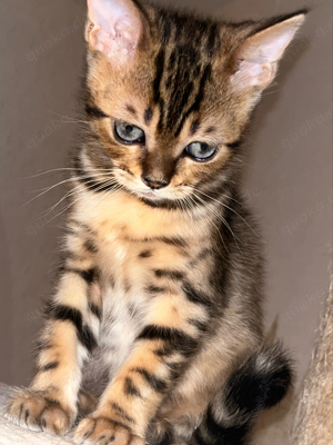 Bkh x Bengal kitten