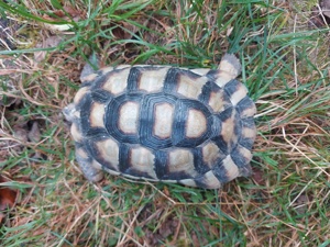 Breitrandschildkröte von 2018 Testudo Marginata