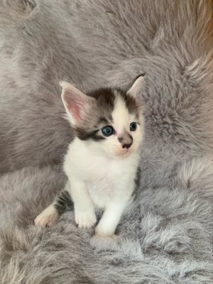 Maine Coon Babys 