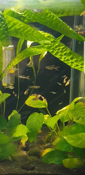 Endler Guppy Fische Aquarium Zwerg