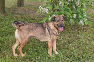 *SMILEY* liebt Menschen und fühlt sich zu Artgenossen hingezogen. 