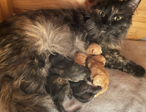 Türkisch Angora Kitten