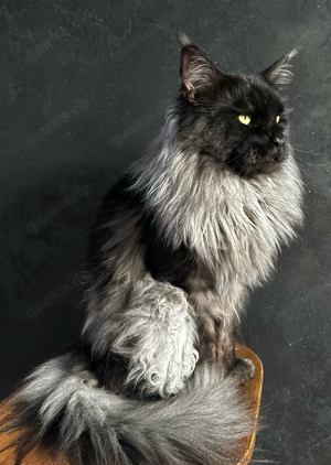 Maine Coon. Deckkater. Int. Ch. Zwer Sibkun Pride. 