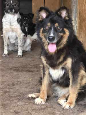 Tamina ca. 48 cm   die Unauffällige