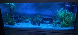 Aquarium Juwel Rio 240l Komplett - Set 