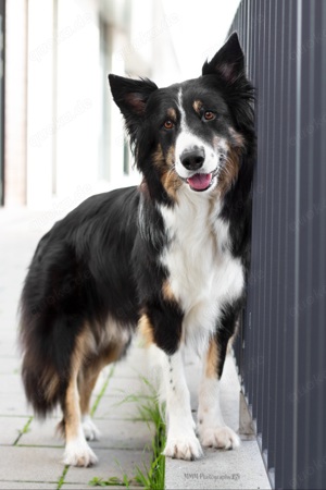 Border Collie Mix Ben sucht ein Zuhause 