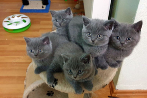 Britisch Kurzhaar Kitten