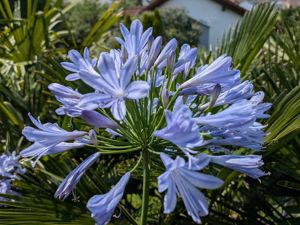 Afrikanische Riesen - Schmucklilie (Agapanthus africanus)