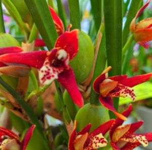 Maxillaria tenuifolia - Kokosorchidee - Duftorchidee - Rarität