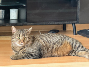 kater sucht liebevolles zuhause 