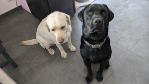 Labrador zu verkaufen 