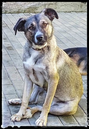 Ein Traumhund träumt von seinem eigenen Zuhause