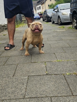 Französische Bulldogge 