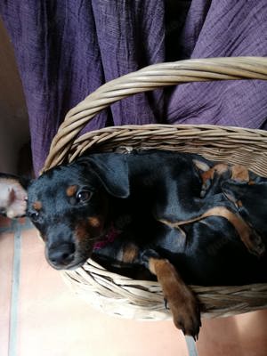 Reinrassiges Zwergpinscher Mädchen