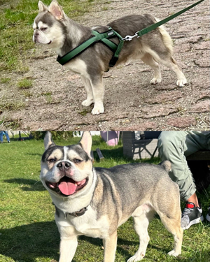 Deckrüden Französische Bulldoggen lilac husky und black husky ausgewertet