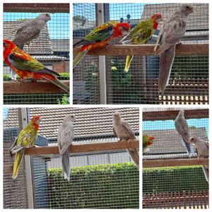 Rosellasittiche  Rosellas