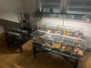 Beautiful Tarantula Collection For Sale