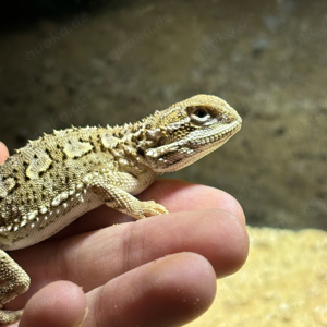 Zwergbartagame (Pogona henrylawsoni)