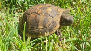 Griechische Landschildkröten Nachzucht 2023 THB Ostrasse auf Weibchen gebrütet