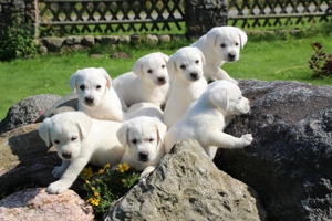 Labrador Welpen weiß