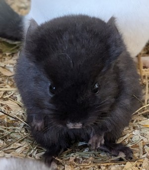 Chinchillababys Rpat in Schwarz und Gescheckt suchen ihr Traumzuhause