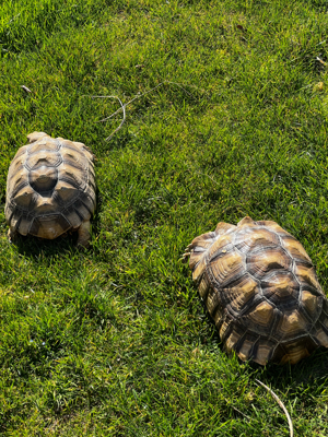 1.0.1 Spornschildkröten