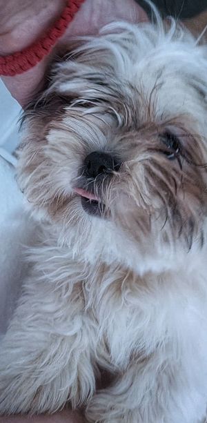 Shih Tzu Welpen suchen ein neues Zuhause