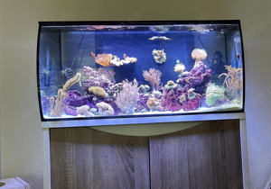 Meerwasser Fluval Flex Marine mit Unterschrank im top Zustand