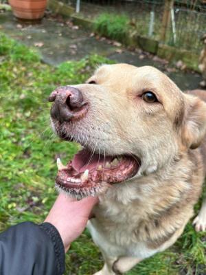 Dreibein Hobo Bild 5