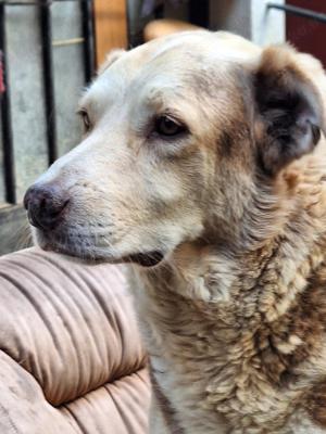 Dreibein Hobo Bild 3