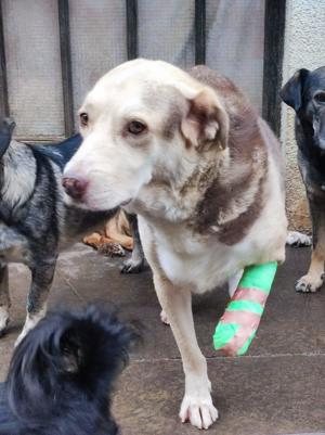 Dreibein Hobo Bild 9