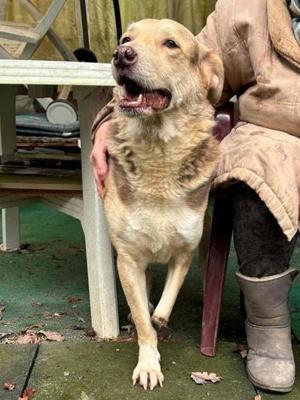 Dreibein Hobo Bild 8