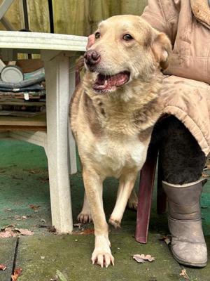 Dreibein Hobo Bild 6