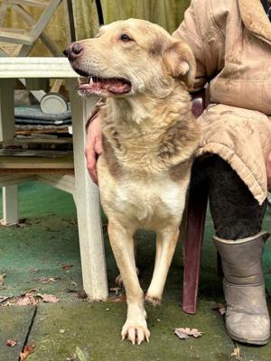 Dreibein Hobo Bild 7