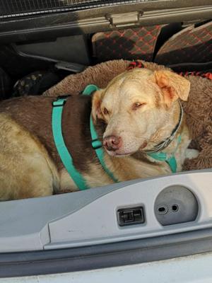 Dreibein Hobo Bild 10