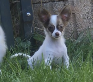 3 Chihuahua Langhaar Welpen 