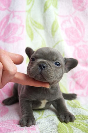 Französische Bulldogge Welpen in Blau (Mädchen)