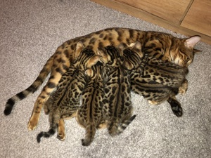 Wunderschöne Bengalkitten 