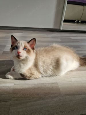 Ragdoll Kitten Katzenbabys reinrassig