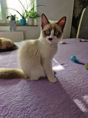 Ragdoll Kitten Katzenbabys reinrassig