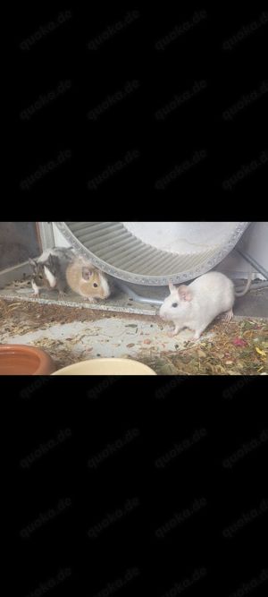 3 Degu Weibchen, 1 Jahr alt 