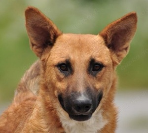 Bark - ein unkomplizierter Hund,zum Apportieren geboren. Aktive Menschen sind gefragt, mit Leckerlis