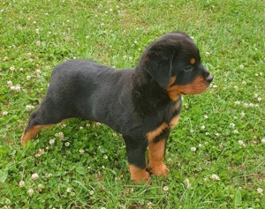 Verkaufe rottweiler welpen 