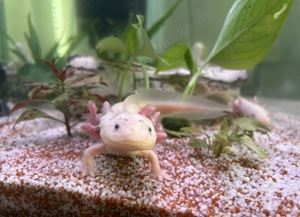 Axolotl Adult ca. 20 Monate