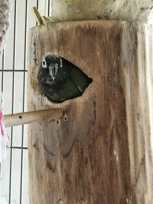 Maximilianpapagei Pärchen 