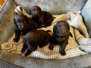 Labradorwelpen in Schokobraun nur noch 1 Rüde frei!