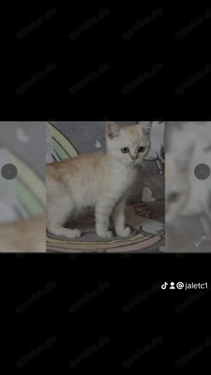 Bkh kater kitten