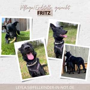 Notfall Kari   Fritz Mischlingshund Mischling Rüde Junghund sucht dringend Zuhause oder Pflegestelle